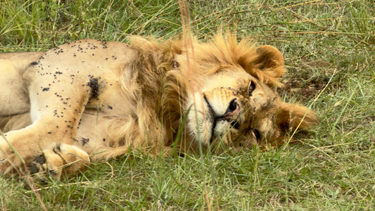 Maasai Mara Kenya Safari: 3 Days of Pure Adventure