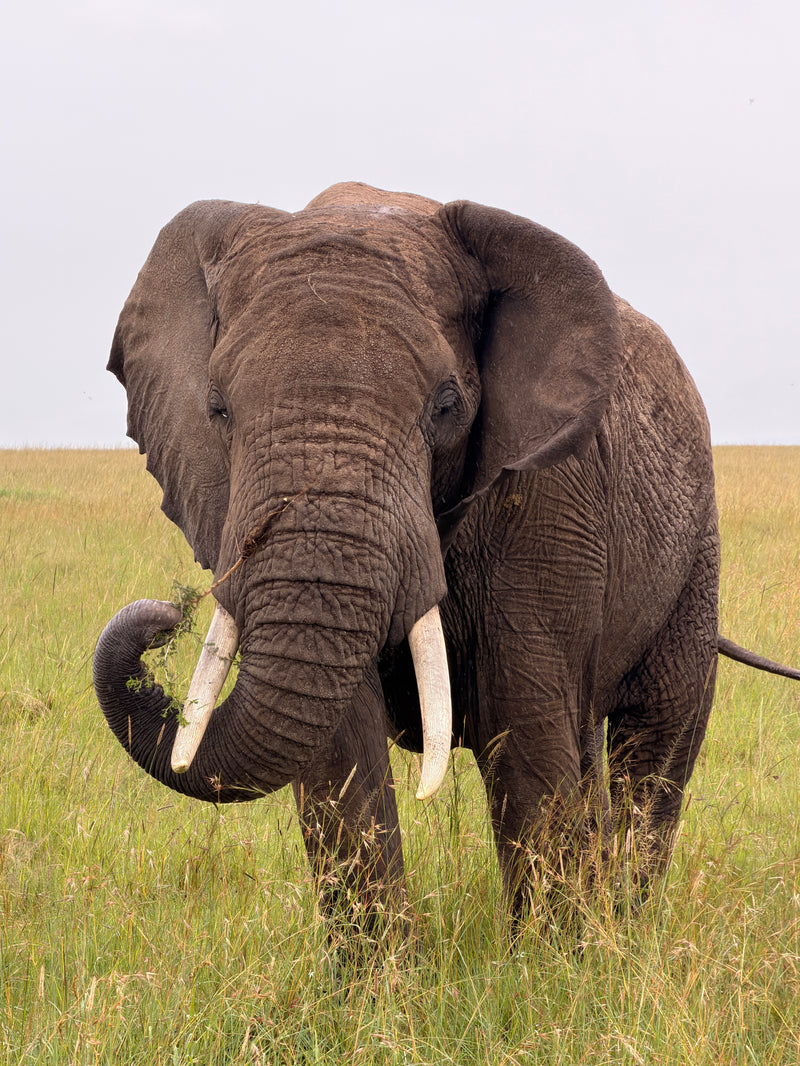 Elephant Spotted on a Maasai Mara Safari