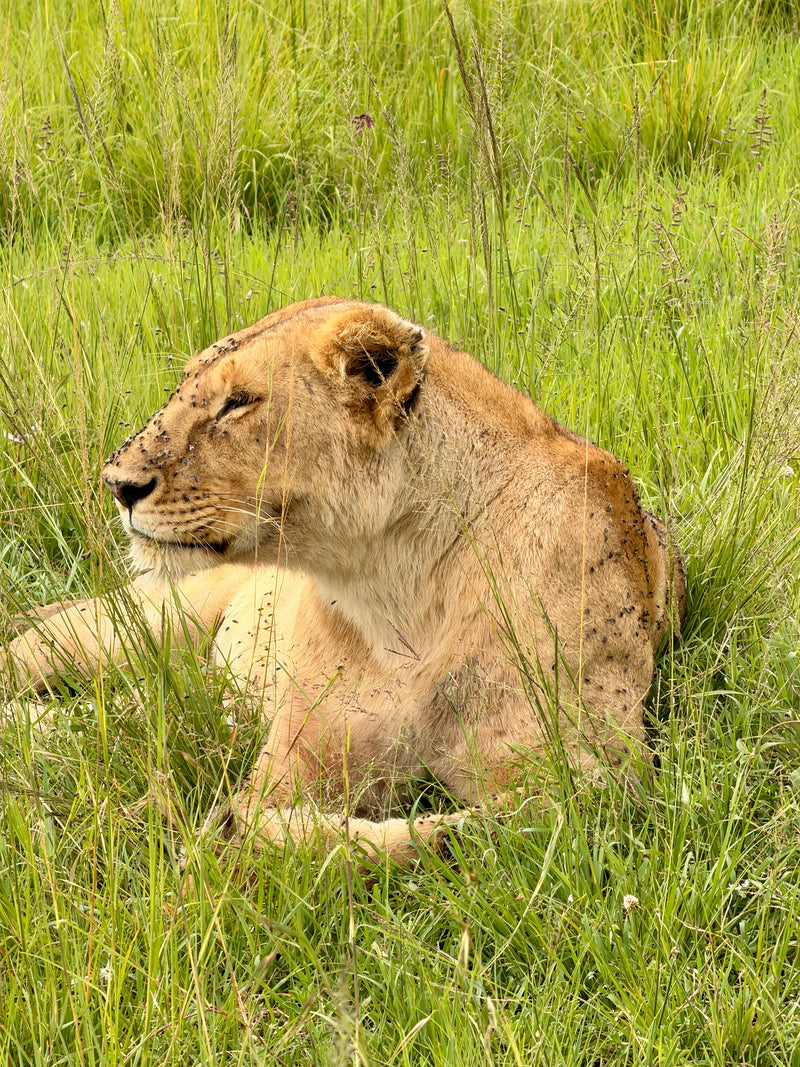 Lioness Spotted on a Maasai Mara Safari